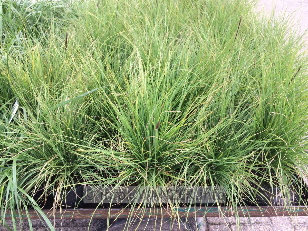 Pennisetum setaceum Pegasus.JPG